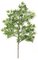 25" Mini Japanese Maple Branch - 106 Leaves - Green-sold by dozen