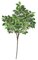 24" Ming Ficus Branch - 175 Leaves - Green (sold by the dozen)