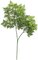 22" Ming Aralia Branch - 150 Leaves - Green (sold by dozen)