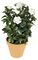 24" Gardenia Bush - 107 Leaves - 6 Flowers - 4 Buds - White