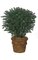 37 inches Outdoor Taxus Yew - 564 Leaves - 30 inches Width - Green - Bare Stem