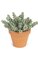 7 inches Plastic Fat Sedum Artificial Bush - 31 Stems - Frosted Green
