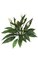 14" Spathiphyllum Bush - Soft Touch - 22 Leaves - 7 Cream/Yellow Flowers - Bare Stem