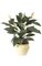 34 inches Spathiphyllum Bush - Soft Touch - 29 Green Leaves - 5 Cream/Yellow Flowers - 2 Buds - Bare Stem