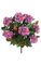 27 inches Rhododendron Bush - 181 Leaves - 77 Flowers - 5 Buds - Lavender