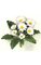 12" Gerbera Daisy Bush - 8 Leaves - 7 Flowers - White - Bare Stem