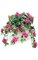 22 inches Bougainvillea Bush - 199 Leaves - 79 Flowers - Beauty