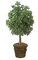 50 inches Ming Aralia Bush - Natural Trunk - Green - Weighted Base