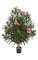 4.5 feet Oleander Bush - Natural Trunk - 4 Tutone Pink Flowers - 36 inches Width - Weighted Base