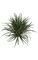 28 inches Outdoor Liriope Grass - 8 inches Stem - Tutone Green