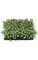 10 inches Plastic Grass with Gypso - 2.5 inches Height - Green/White