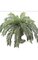 Small Cycas Palm Cluster - 24 Fronds - 60 inches Diameter - Green - Bare Stem