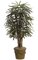 5 feet Lady Palm - Natural Trunks - 90 Fronds - Green - Weighted Base