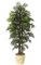 6' Parlour Palm - 3 Natural Trunks - 149 Fronds - Green - Weighted Base