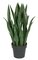 28" Plastic Sansevieria Plant - 27 Dark Green Leaves - 7" Weighted Base