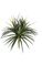 28 feet Outdoor  Grass Liriope - 104 Leaves - Tutone Green - Bare Stem