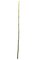 48" Plastic Bamboo Stick - Green - 1/4" Thick