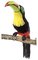 22 inches Toucan - Black