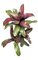 20 inches Bromeliad Stem - Natural Touch - 3 Heads - 30 Leaves - 12 inches Width - Red/Green