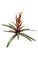 21" Bromeliad - Natural Touch - 12 Leaves - 1 Flower - 22" Width - Red/Yellow