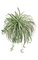 24 inches Spider Plant - 132 Leaves - 24 inches Width - Green/White - Bare Stem