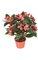 14 inches Impatiens Bush - 136 Leaves - 16 Flowers - 3 Buds - Coral - Plastic Pot