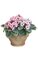 8 inches x 9 inches Violet Flower Pot - Pink/White Flowers with Tutone Green Leaves - 4.5 inches Round Brown Pot with Paint