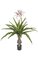 55" Crinum Plant - 22 Green Leaves - 3 White/Fuchsia Flowers - 6 Red Buds - 48" Width