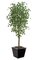 7 feet Ginkgo Tree - 1,860 Green Leaves - 33 inches Width - Weighted Base