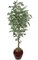 7' Benjamina Ficus Tree - 2,240 Green Leaves - 3.5' Wide - Weighted Base
