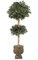 6' Artificial Sakaki Double Ball Topiary - Natural Trunks - 3,172 Leaves - Green - Weighted Base