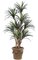 5 feet to 8 feet sizes  Custom Made Outdoor Liriope Tree - 312 Leaves - Natural Trunk - Green - Weighted Base