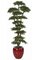 8' Podocarpus Shelf Tree - Natural Trunks - 15,768 Green Leaves - 36" Width - Weighted Base - Custom Made