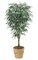 8 feet Ficus Alii Tree - Natural Trunk - 1,539 Leaves - Green - Weighted Base
