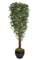 10 feet Black Olive Tree - Natural Trunks - Green Leaves - 44 inches Width - Weighted Base