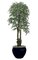 6.5 feet Ming Aralia Tree - Natural Trunks - 3,432 Leaves - Green - Weighted Base