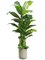 6' Banana Tree w/Succulent in Fiber Cement Planter Green