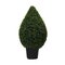 36 inches Outdoor Boxwood Teardrop Shaped In Pot