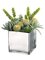Barrel Cactus/Monkey Tail/Aeonium in Glass Container Green
