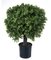 30" Outdoor POTTED ENGLISH BOXWOOD BALL Topiary