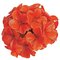 Geranium Flower Cluster Head - 3" Diameter - Red