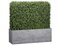 Boxwood Hedge in Wood Planter Green