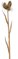 39 inches Seed Pod Spray - 3 Leaves - 34 inches Stem - 1 Flower - Black/Gold