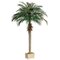 Phoenix Palm Tree in Rectangular Plastic Pot 