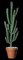 46 inches Finger Cactus