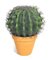 10 inches Melon Cactus