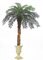 Custom Cycas Palm Tree on natural aloe trunk made in many heights!