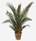 7 feet Preserved Phoenix Palm