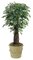7 feet Mini Ficus Tree