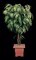 Ficus Alii Tree Custom made in any height